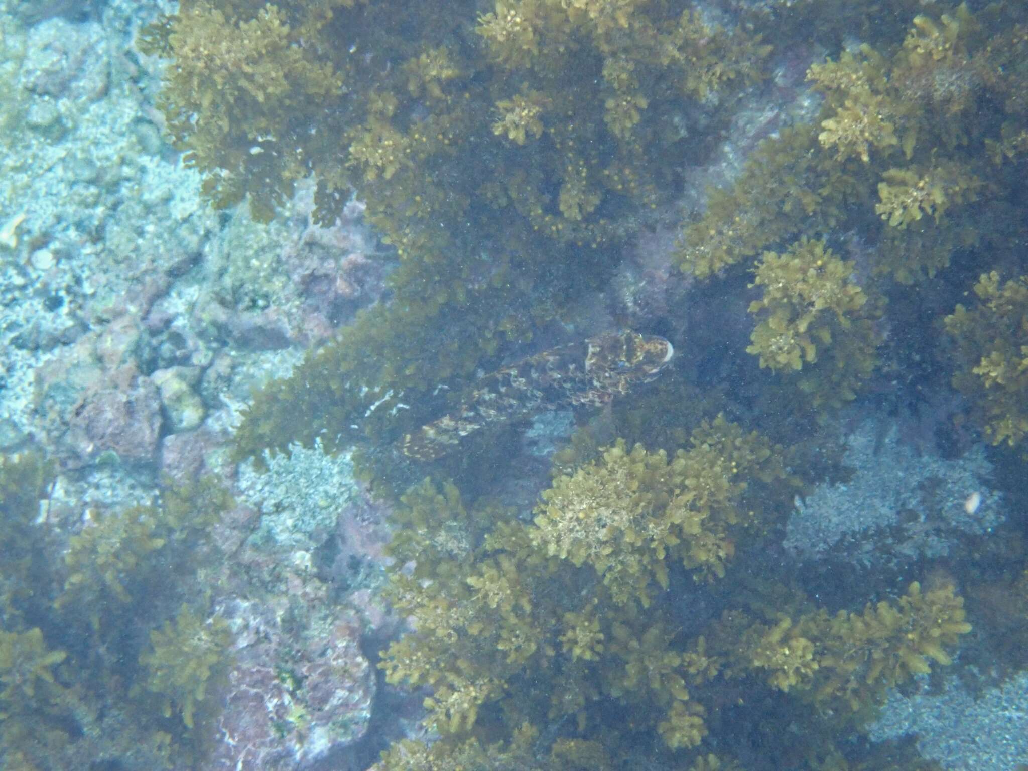 Image of Loosetooth parrotfish