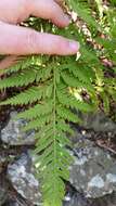 Imagem de Pteris tremula R. Br.