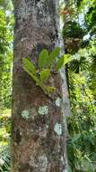 Image de Bulbophyllum baileyi F. Muell.