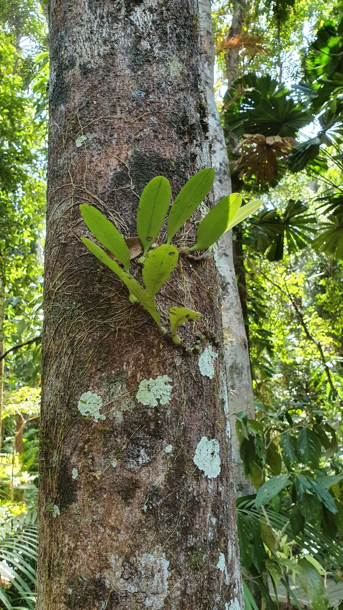 Image of Bulbophyllum baileyi F. Muell.