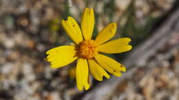 Imagem de Coreopsis californica (Nutt.) H. K. Sharsmith