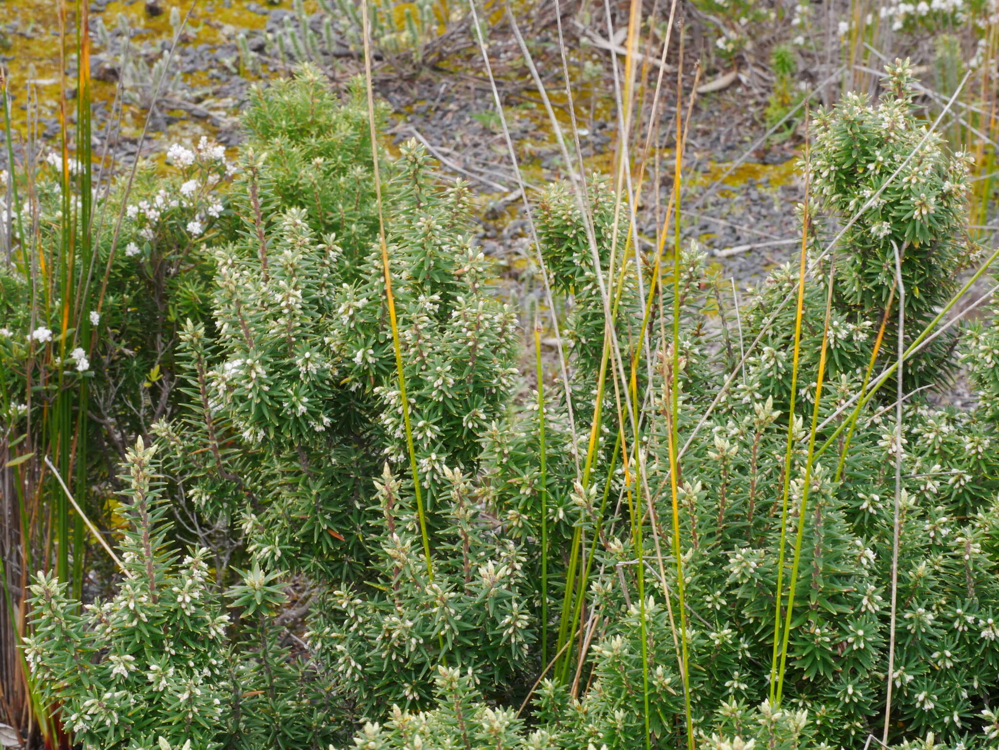 Image of Leptecophylla robusta (Hook. fil.) C. M. Weiller