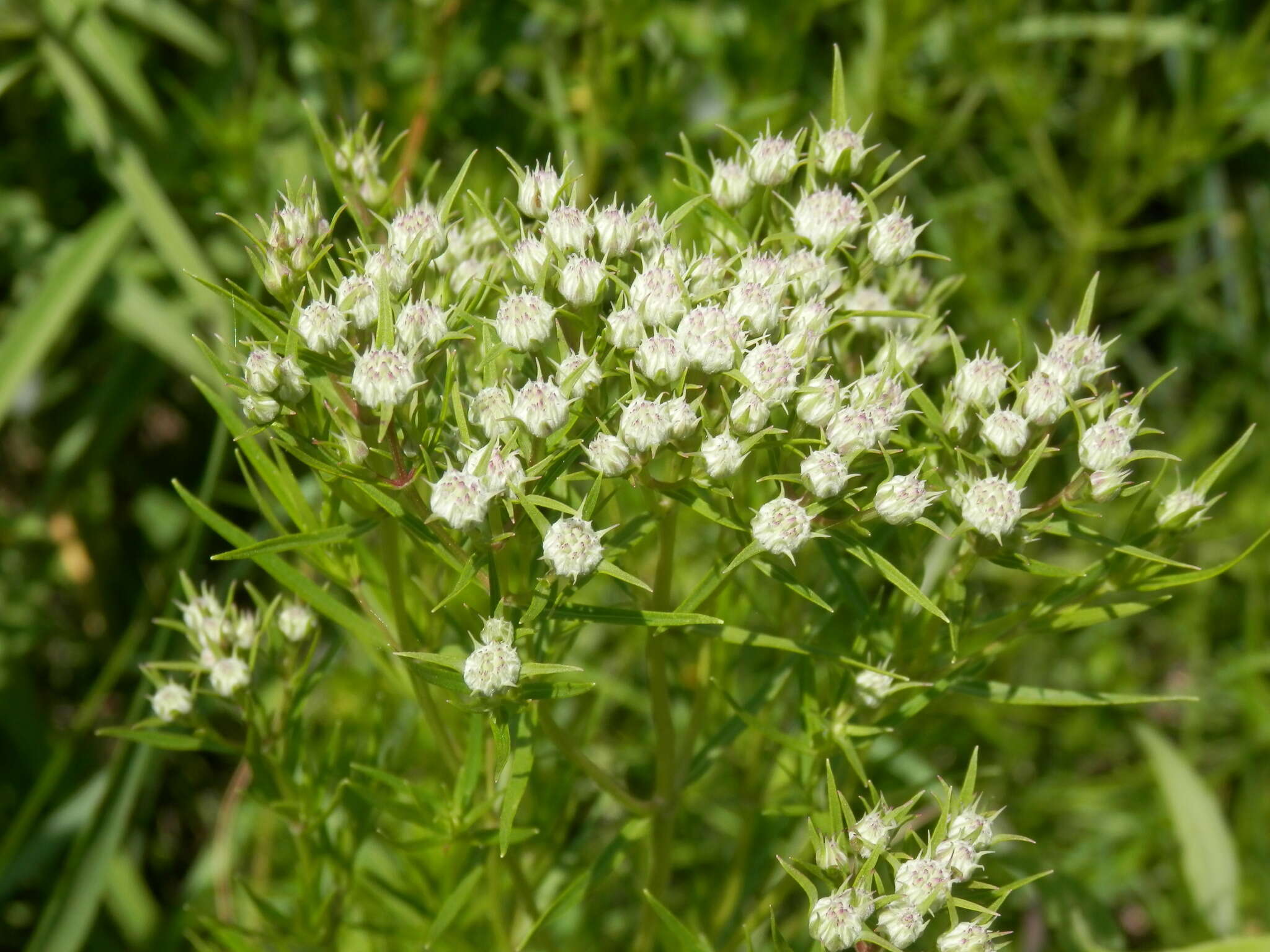 Image of narrowleaf mountainmint