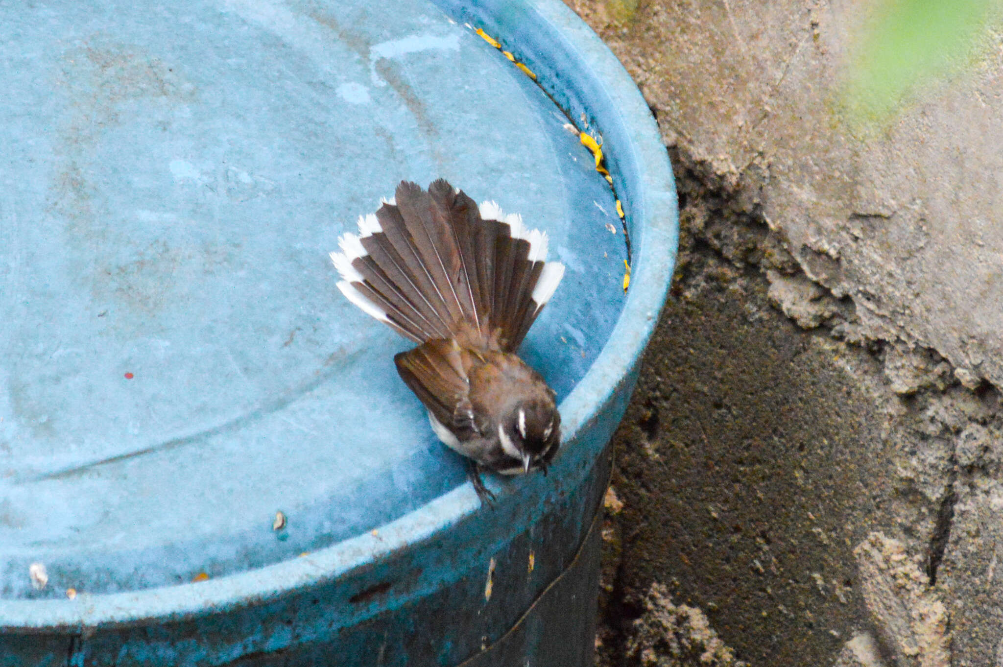 Image of Philippine Pied Fantail