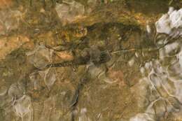 Image of Tarahumara Salamander