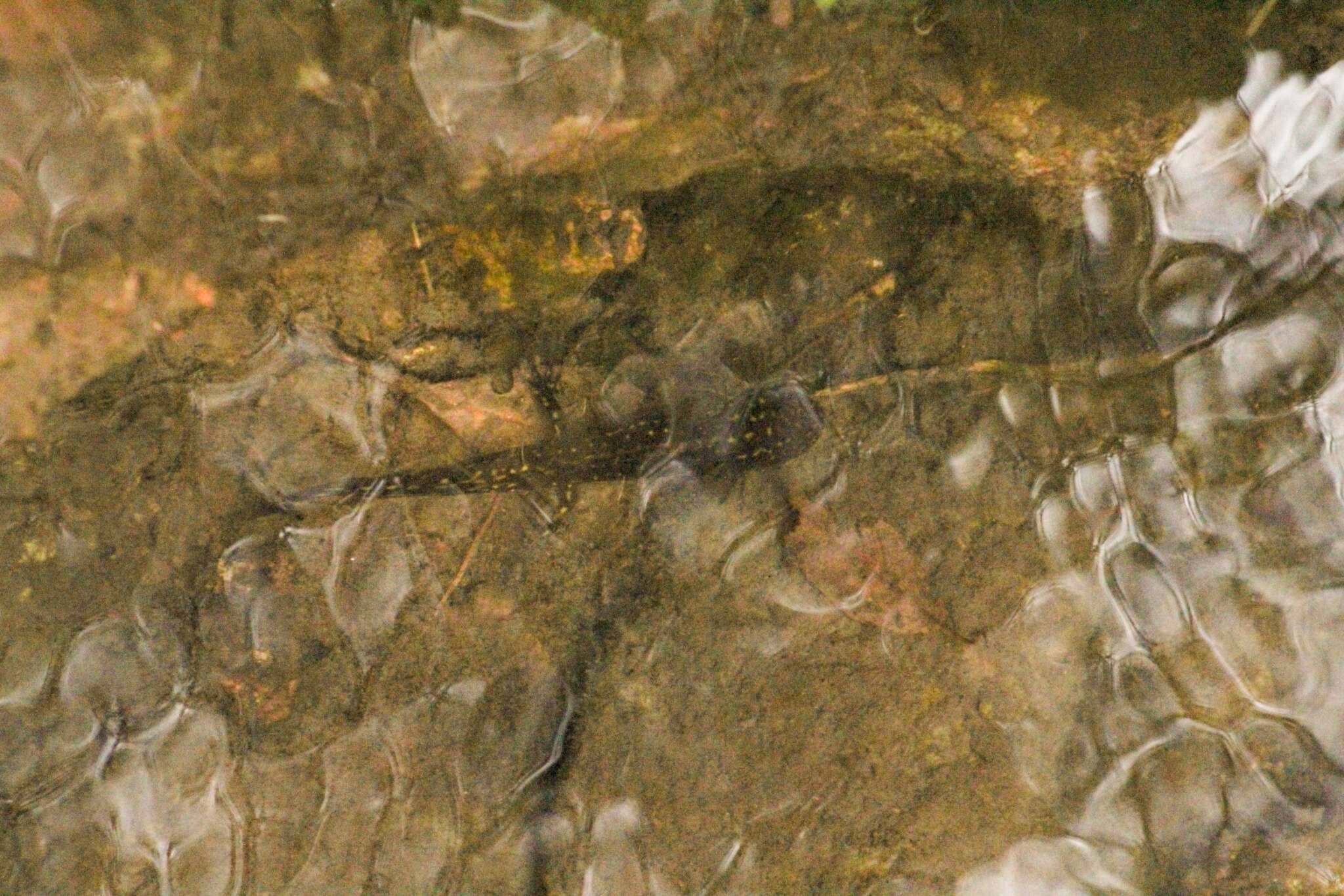 Image of Tarahumara Salamander