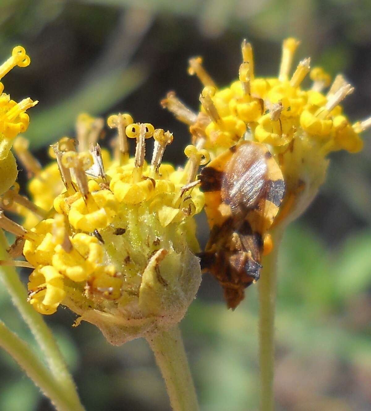 Image of Phymata americana coloradensis Melin 1930