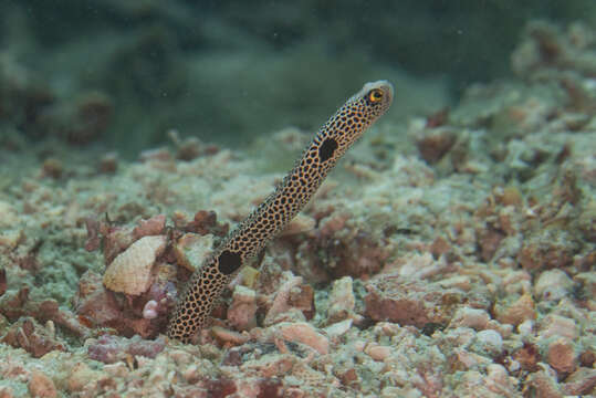 Image of Black spotted garden eel