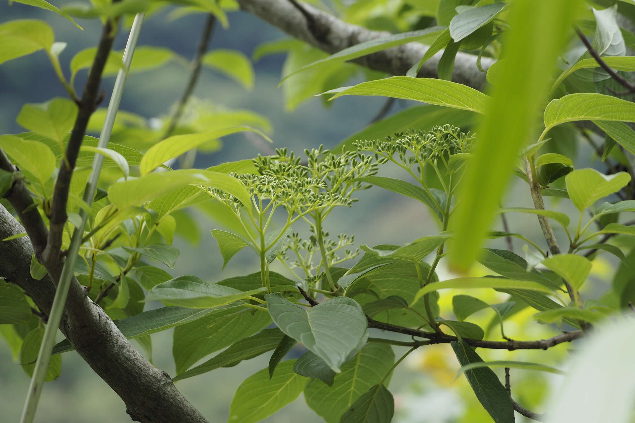 Image of Largeleaf Dogwood