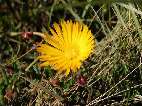 Image of Drosanthemum flavum (Haw.) Schwant.