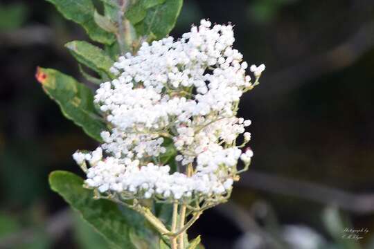 Image of heartsepal buckwheat