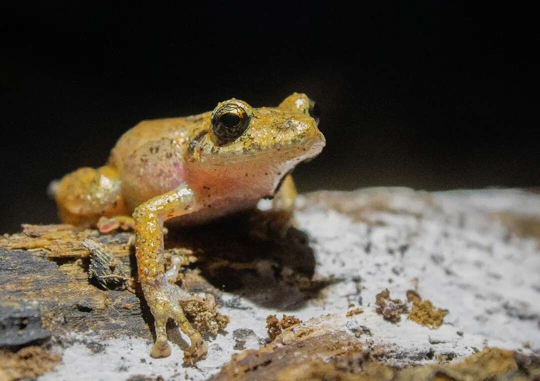 Image of Bogota Robber Frog