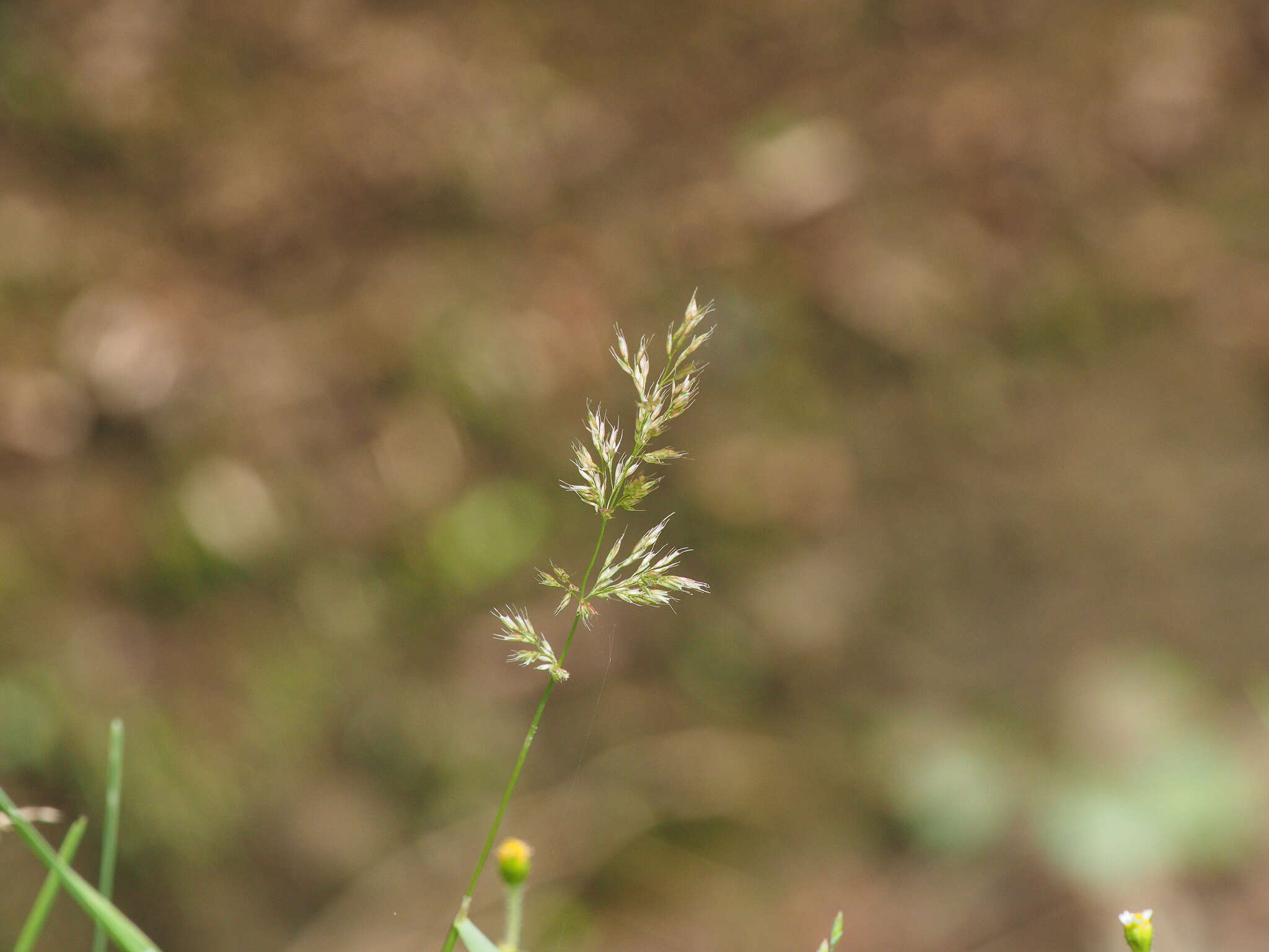 Image of Hill Rabbit's-Foot Grass