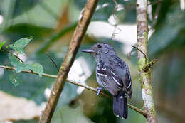 Image of Black-crowned Antshrike