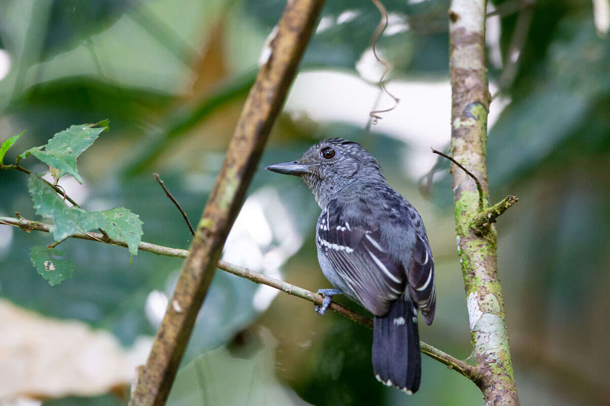 Imagem de Thamnophilus atrinucha Salvin & Godman 1892