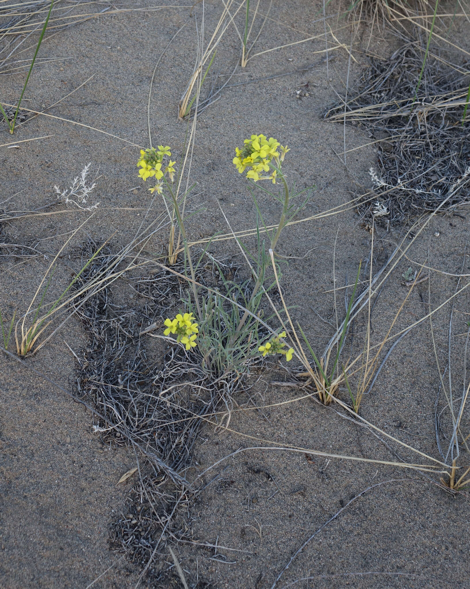 Image of Erysimum flavum subsp. altaicum (C. A. Mey.) Polozhij