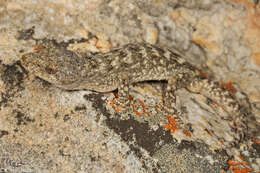 Ramigekko swartbergensis (Haacke 1996)的圖片