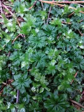 Image of rose rhodobryum moss