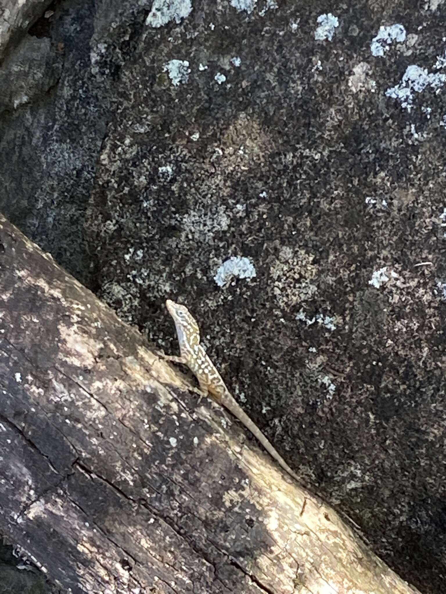 Image of Anolis oculatus cabritensis Lazell 1962