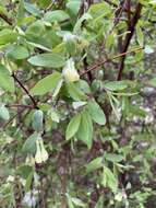 Image of Lonicera caerulea subsp. stenantha (Pojark.) Hultén ex A. K. Skvortsov