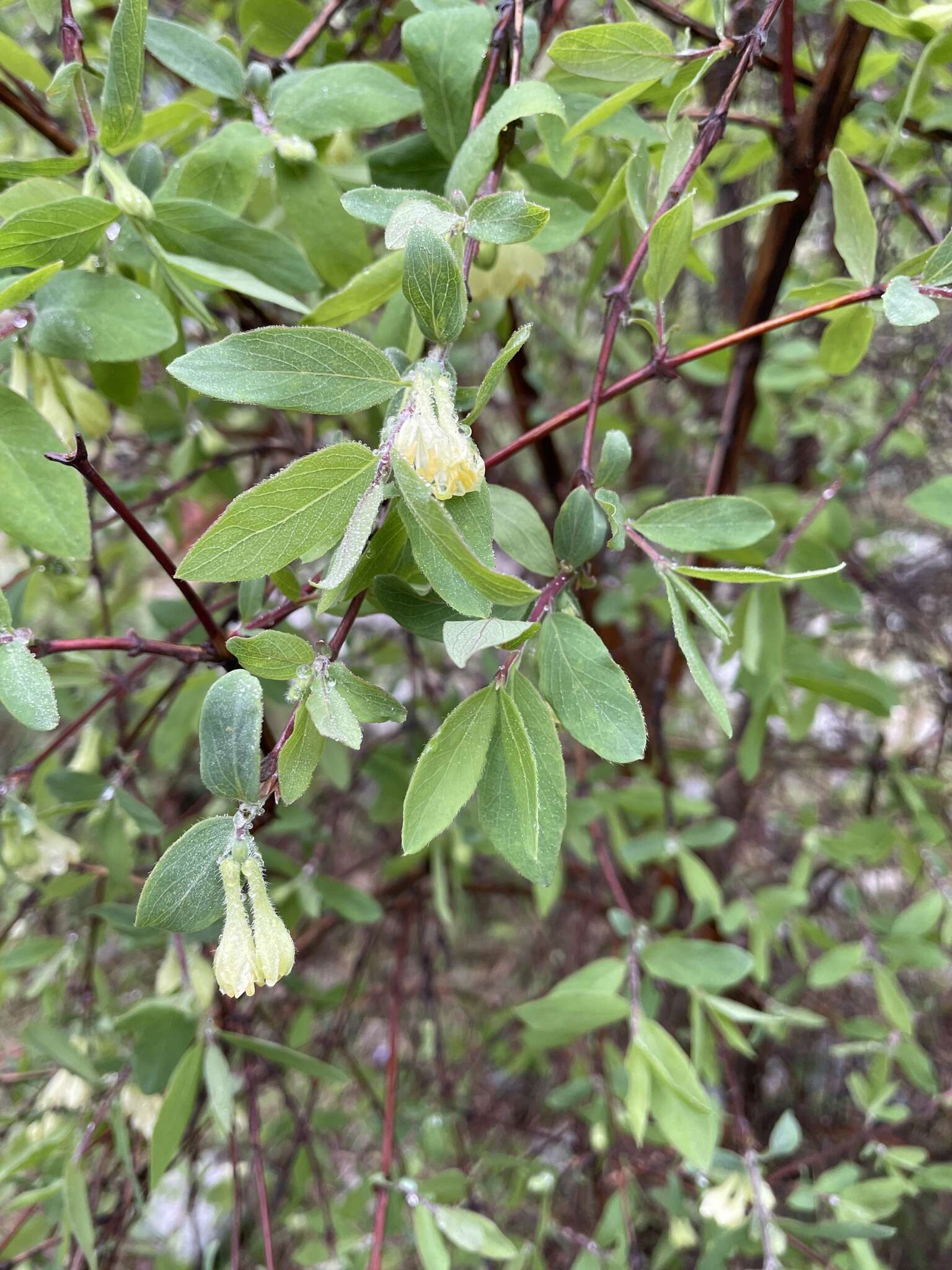 Imagem de Lonicera caerulea subsp. stenantha (Pojark.) Hultén ex A. K. Skvortsov