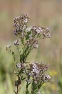 Plancia ëd Symphyotrichum elliottii (Torr. & A. Gray) G. L. Nesom