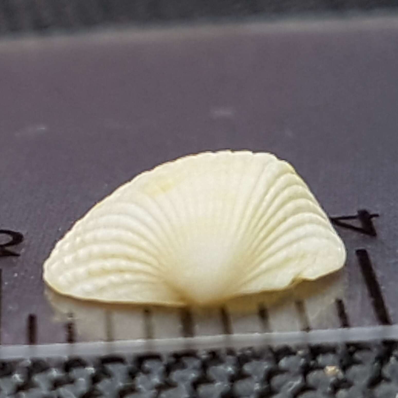 Image of little cockle