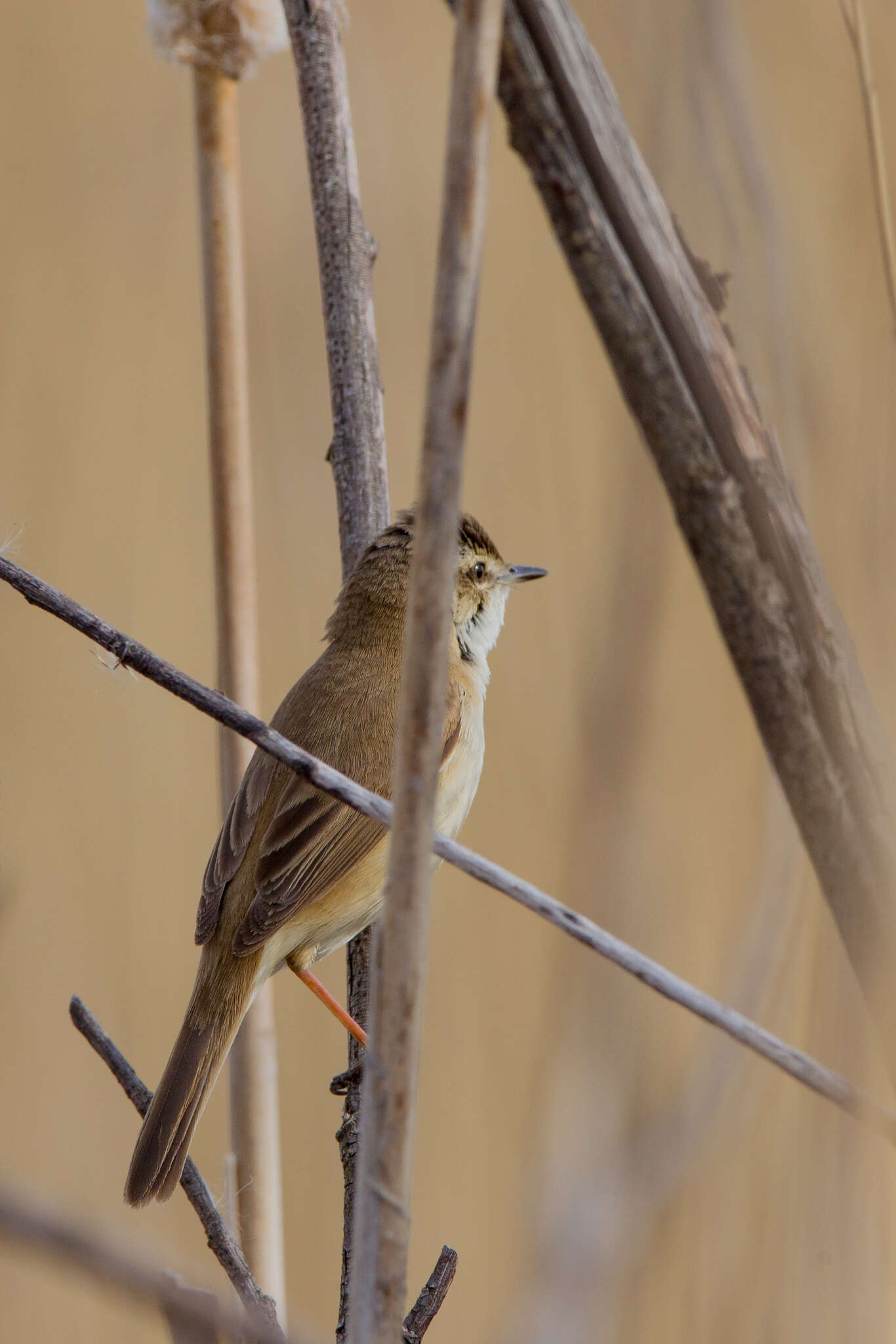 Image of Paddyfield Warbler