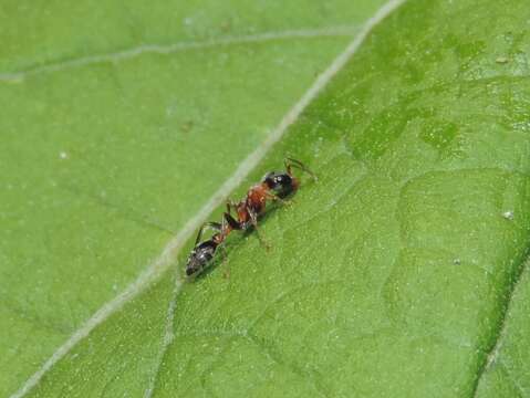 Sivun Pseudomyrmex gracilis (Fabricius 1804) kuva