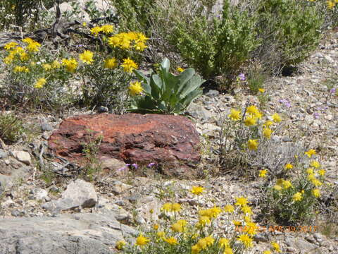 Image of Shockley's goldenhead