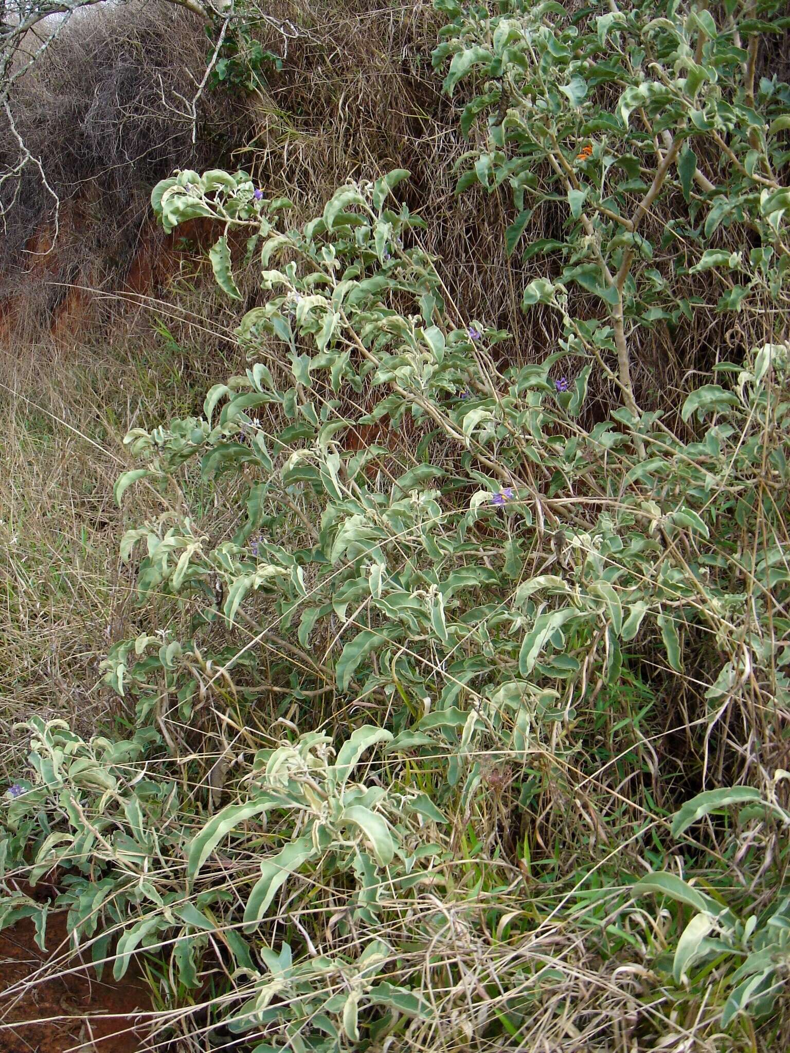 Image of Wolf apple