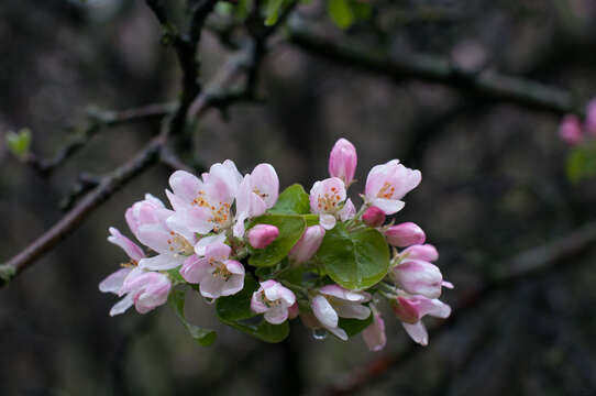 Plancia ëd Malus sylvestris subsp. orientalis (Uglitzk.) Browicz