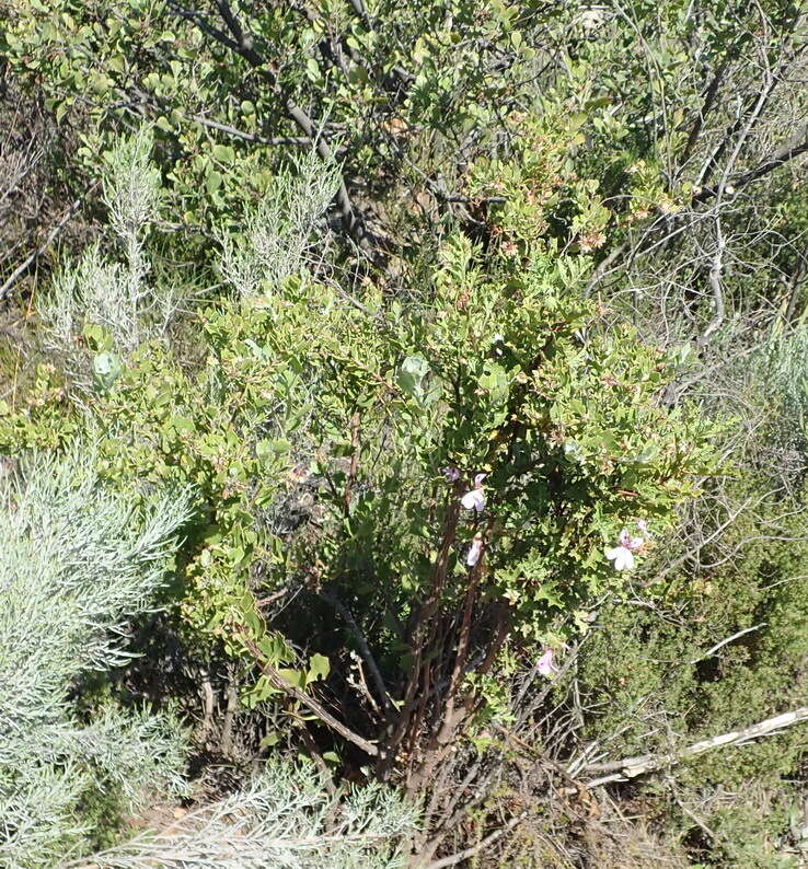 Image of Pelargonium pseudoglutinosum Knuth