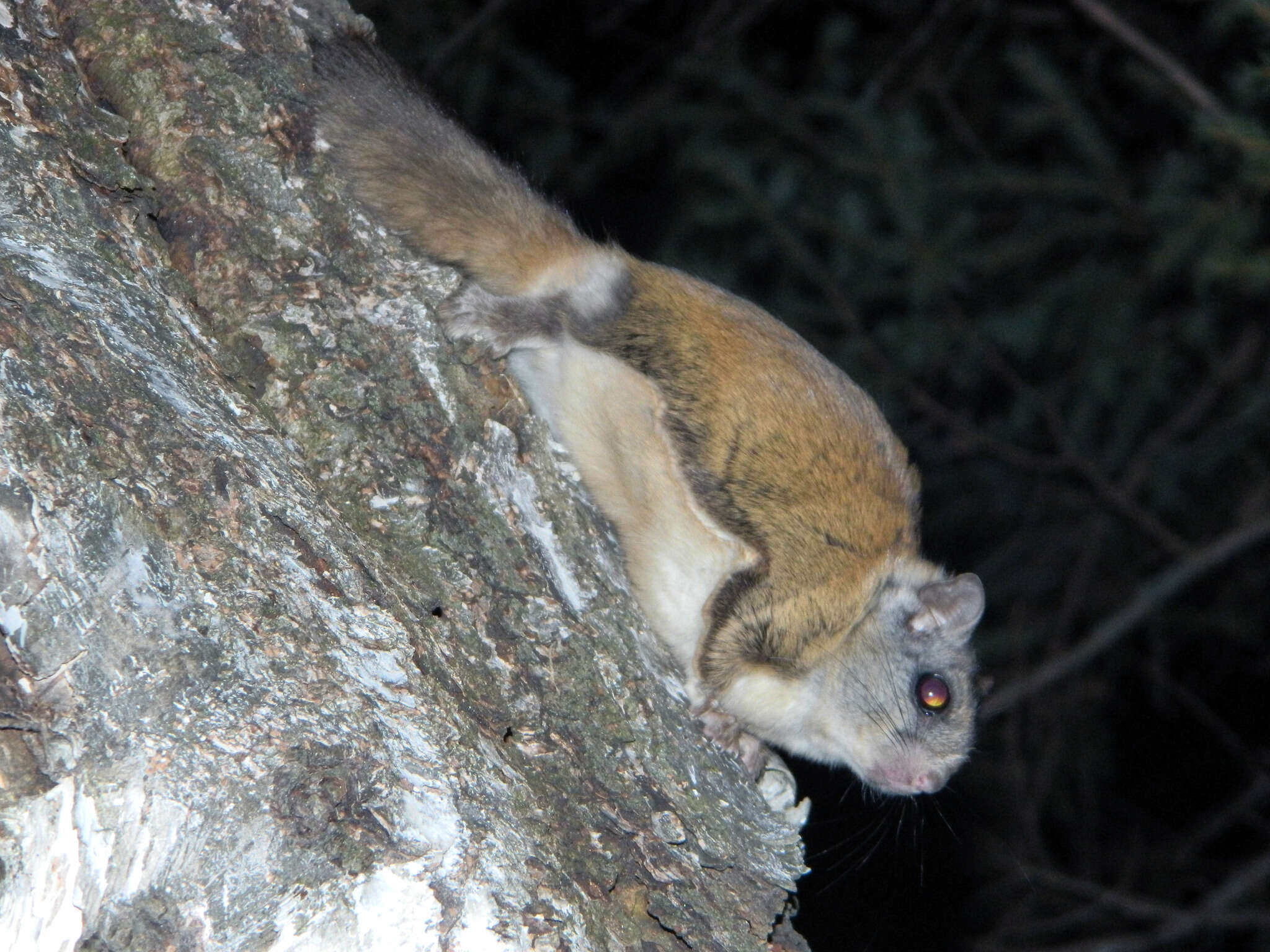 Image of American Flying Squirrels