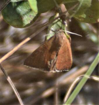 Image of Four-Lined Chocolate Moth