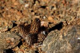 Acanthopsis disperma Harv. resmi