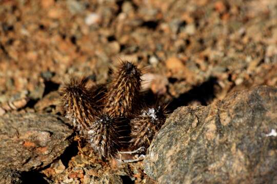 Image of Acanthopsis disperma Harv.