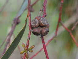 Plancia ëd Eucalyptus pauciflora subsp. pauciflora