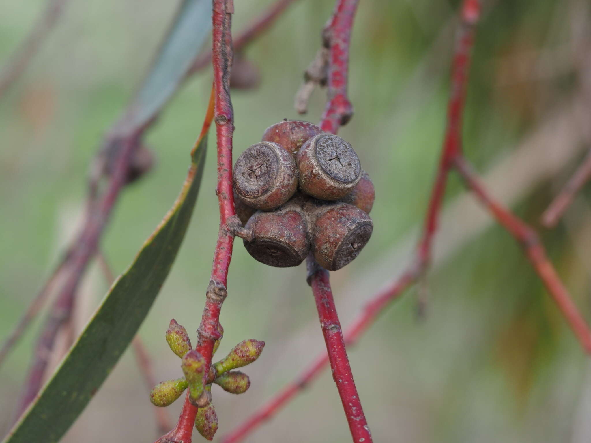 Plancia ëd Eucalyptus pauciflora subsp. pauciflora