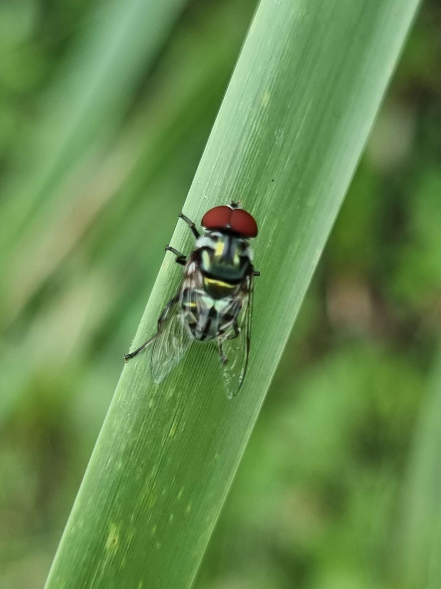 Imagem de Austalis muscoides (Walker 1858)