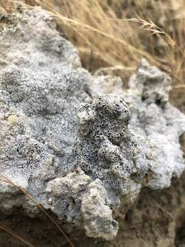 Image of Cow pie lichen