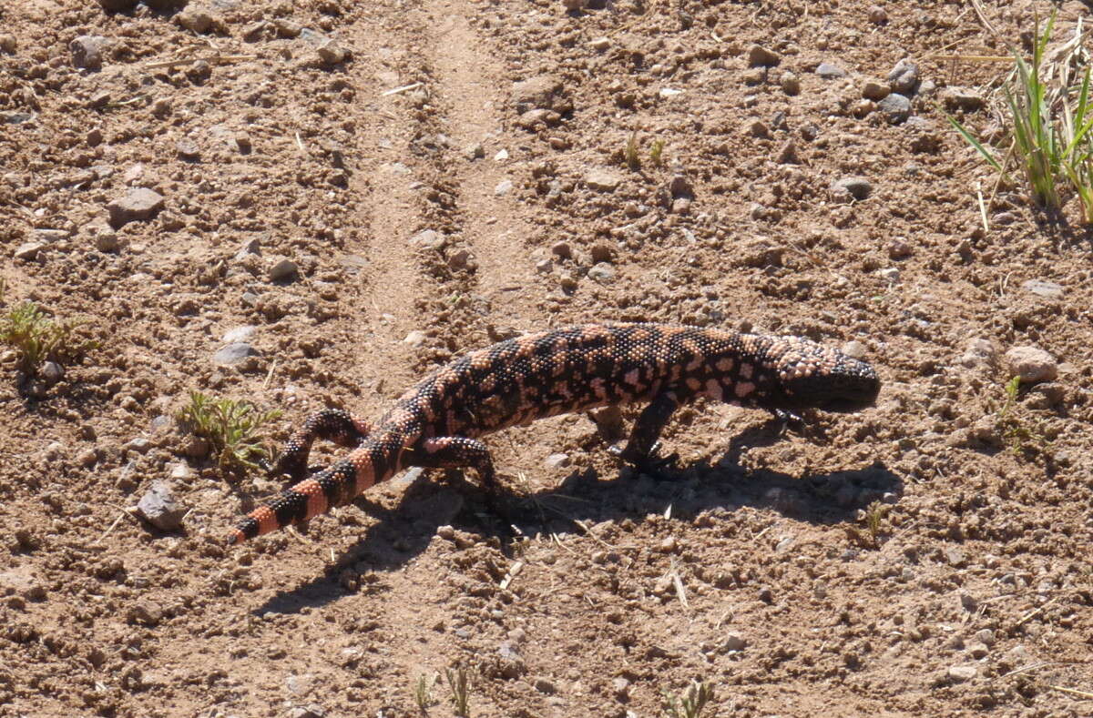 Image of Heloderma Wiegmann 1829