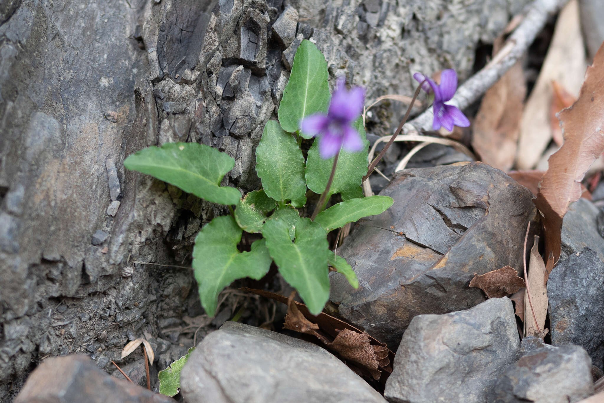 Image of Viola prionantha subsp. confusa (Champion ex Benth.) Y. S. Chen