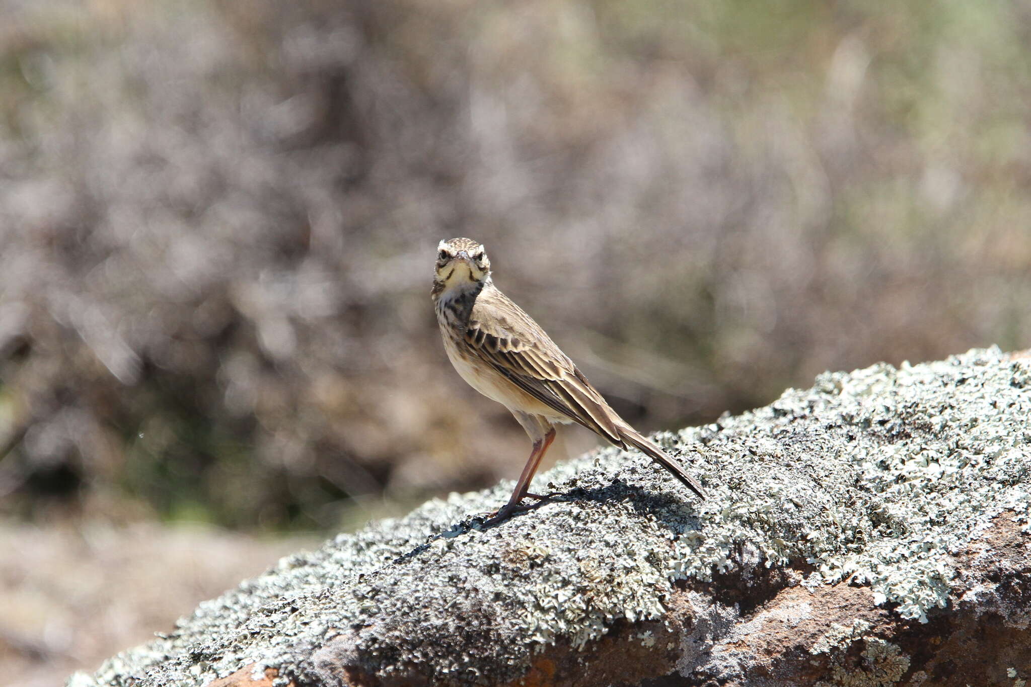 Image of Mountain Pipit