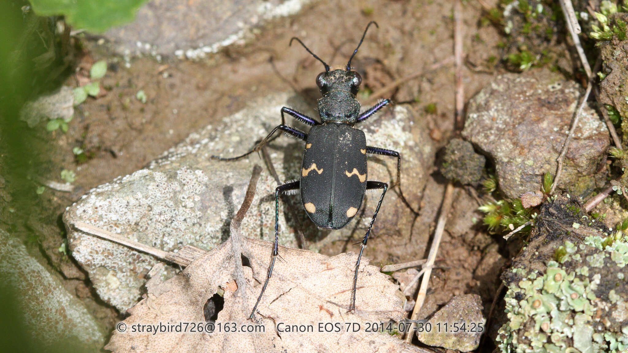 Plancia ëd Cicindela (Cicindela) sachalinensis A. Morawitz 1862