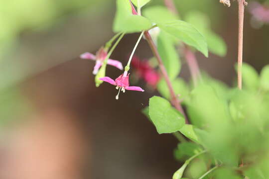 Image of Fuchsia thymifolia Kunth