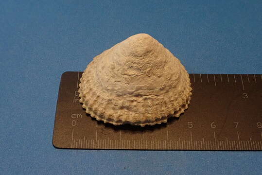 Image of talc limpet