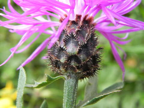 Centaurea ambigua Guss. resmi