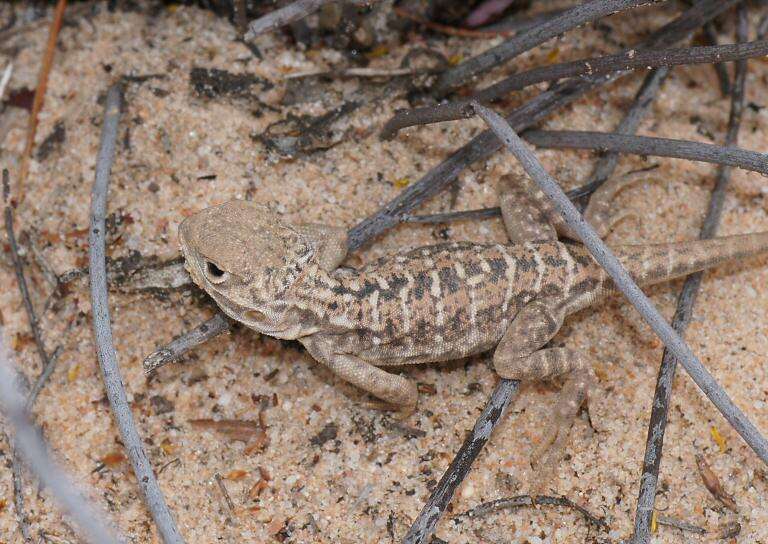 Ctenophorus pictus (Peters 1866) resmi