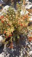 Image of Calceolaria pisacomensis Meyen ex Walp.
